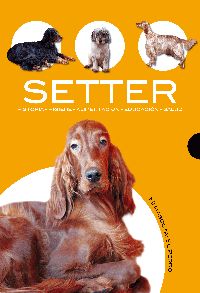 SETTER -MI MASCOTA-